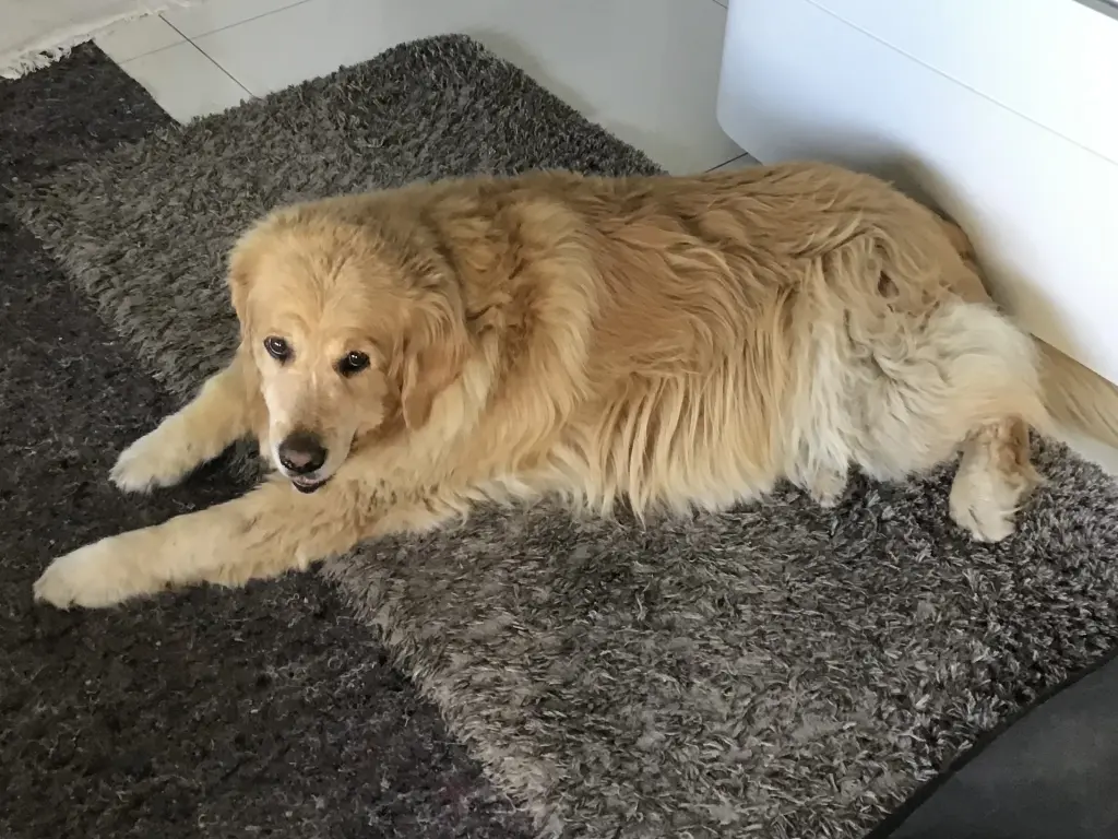 Condolence image of Angelika mit Seelenhund Luna von ❤️ + 02.03.2023