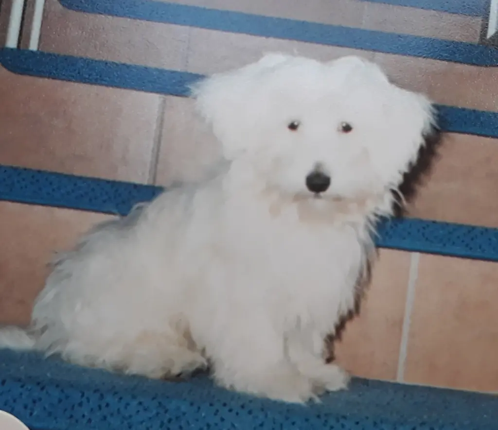 Condolence image of Martina mit Seelenhund Samy ♥️⭐♥️ für immer im Herzen 