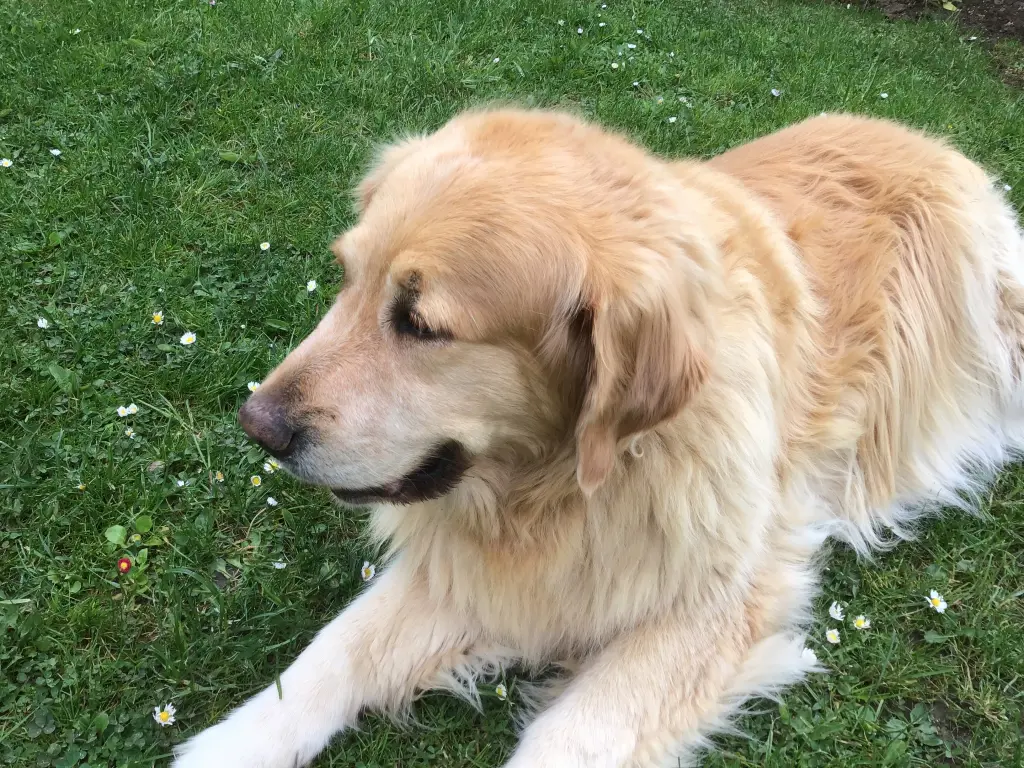 Condolence image of Angelika mit Luna von ❤️ und Teddy ❤️ in stillem Gedenken