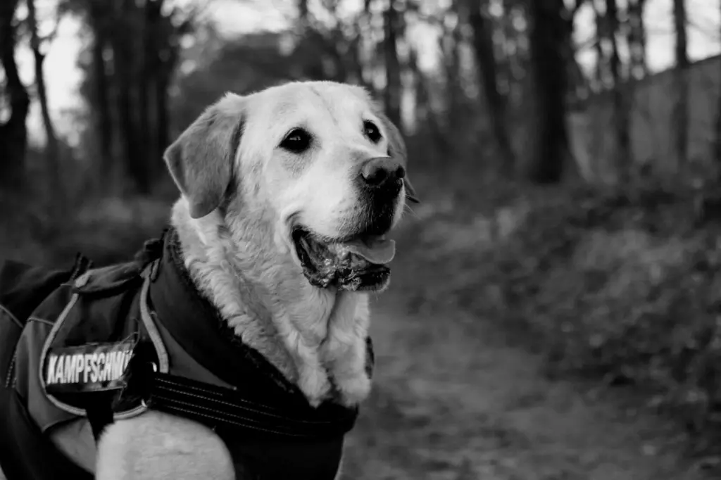 Condolence image of Anja mit Ben im Herzen