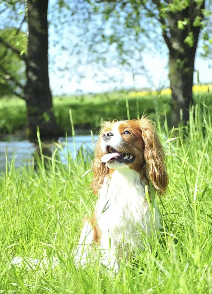 Condolence image of Patricia  mit Filou 