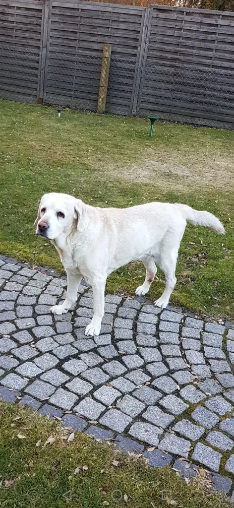Condolence image of Frauchen 