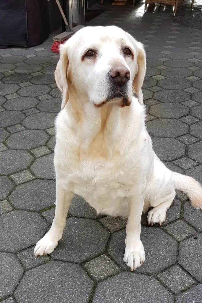 Condolence image of Frauchen  Sabine 