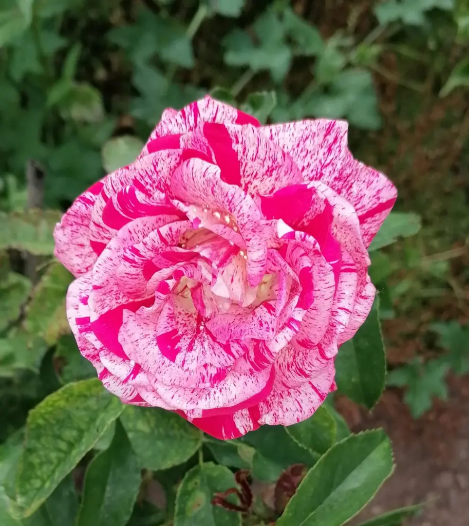 Condolence image of ❤️❤️Dein papa❤️❤️