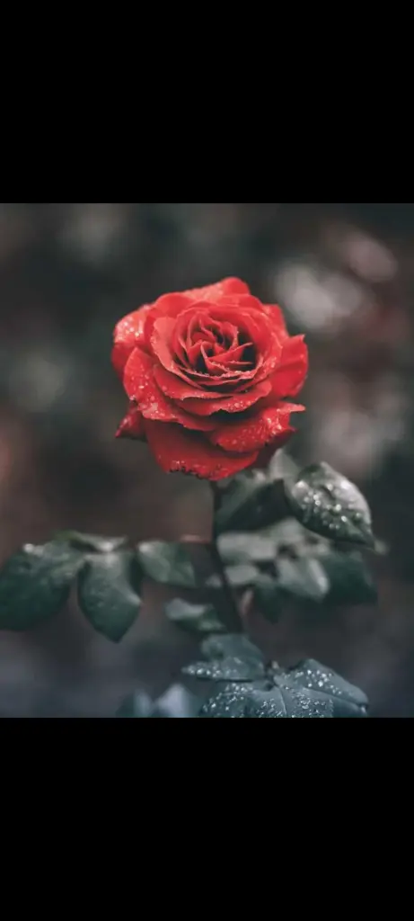 Condolence image of Unbekannt