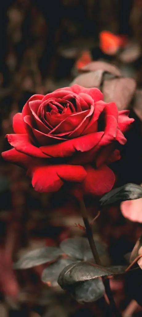 Condolence image of Jonas 