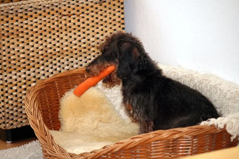 Image from Oskar
