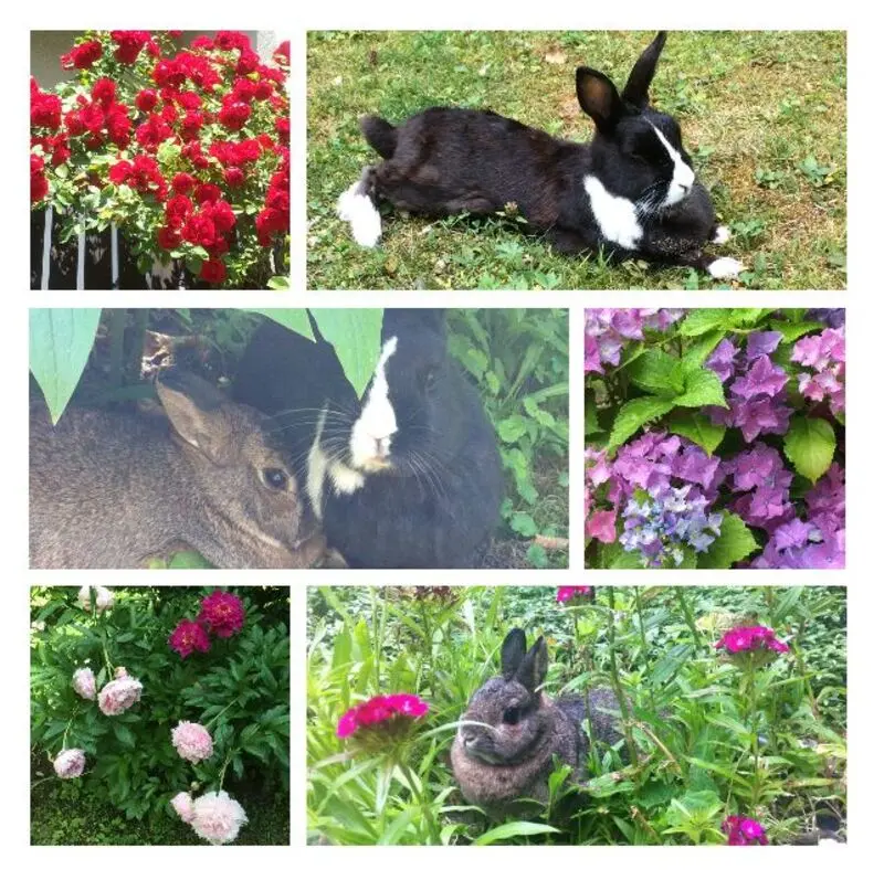 Condolence image of Eine Rose für James 