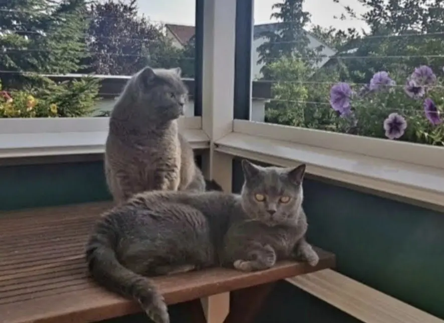 Condolence image of Martina mit Mopsi u Krümel im ❤