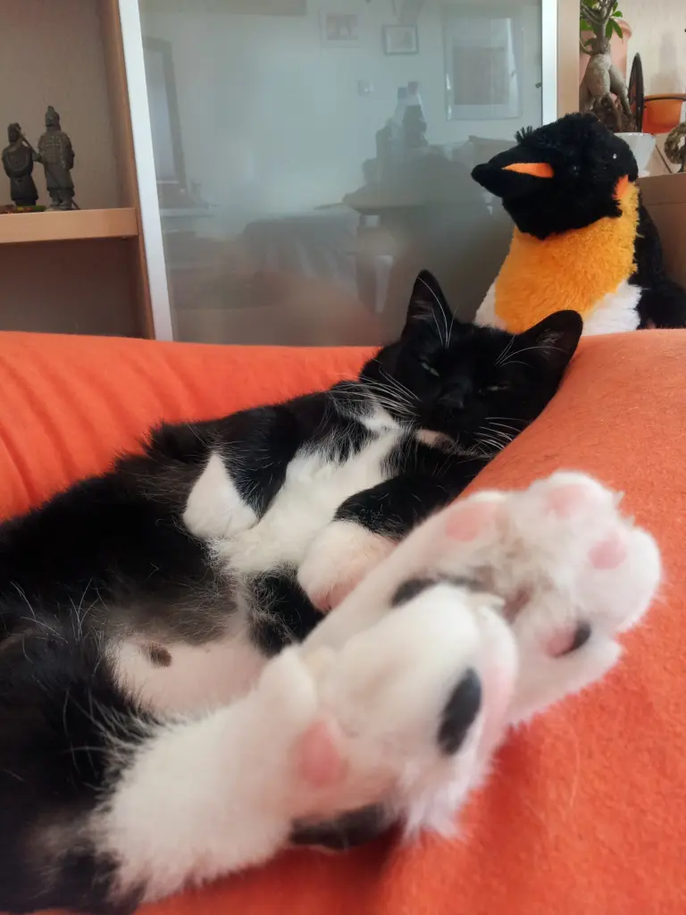 Condolence image of Armin