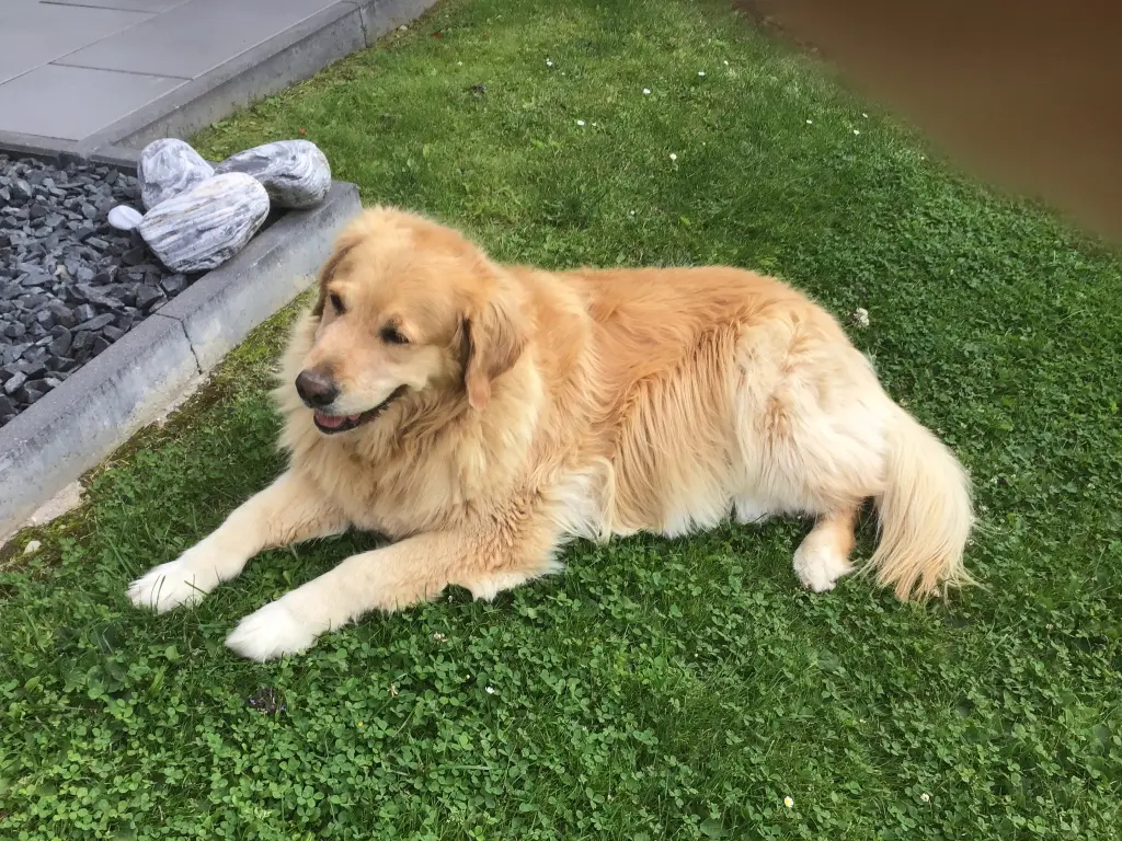 Condolence image of Angelika mit Luna von ❤️ + 02.03.2023