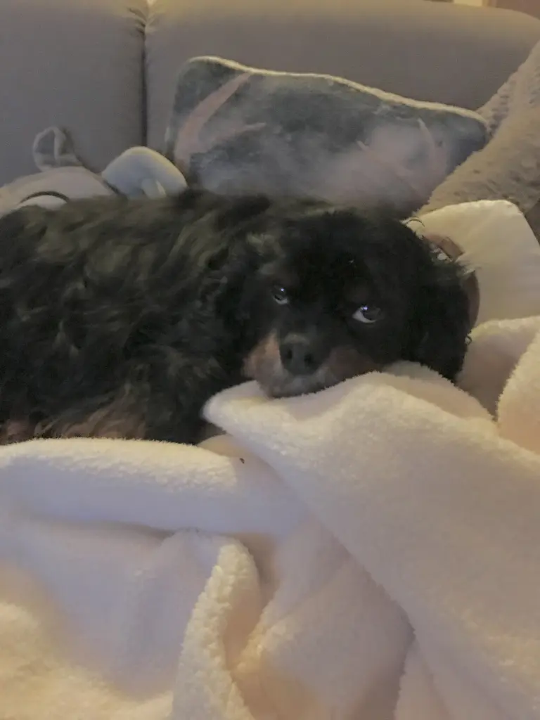 Condolence image of Daniela