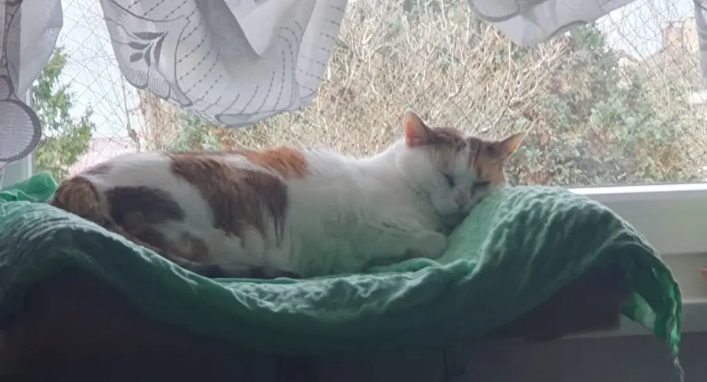 Condolence image of Andrea