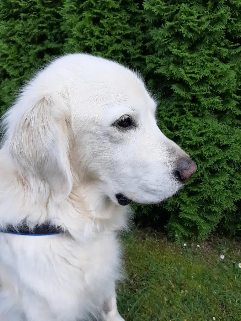 Condolence image of Claudia/ASKO ❤