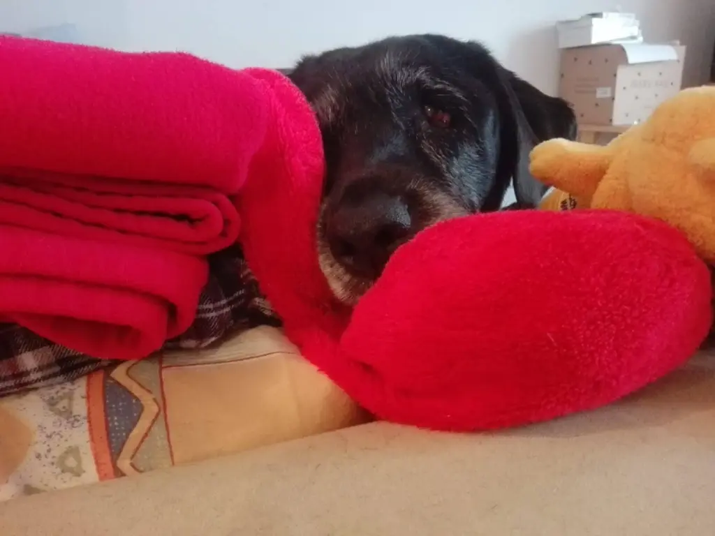 Condolence image of Marion mit Chicca, Kira und Bandit für immer im ❤️