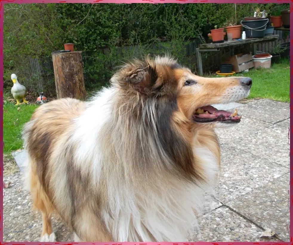 Image from Gismo