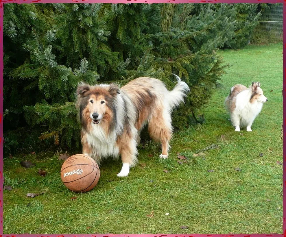 Image from Gismo