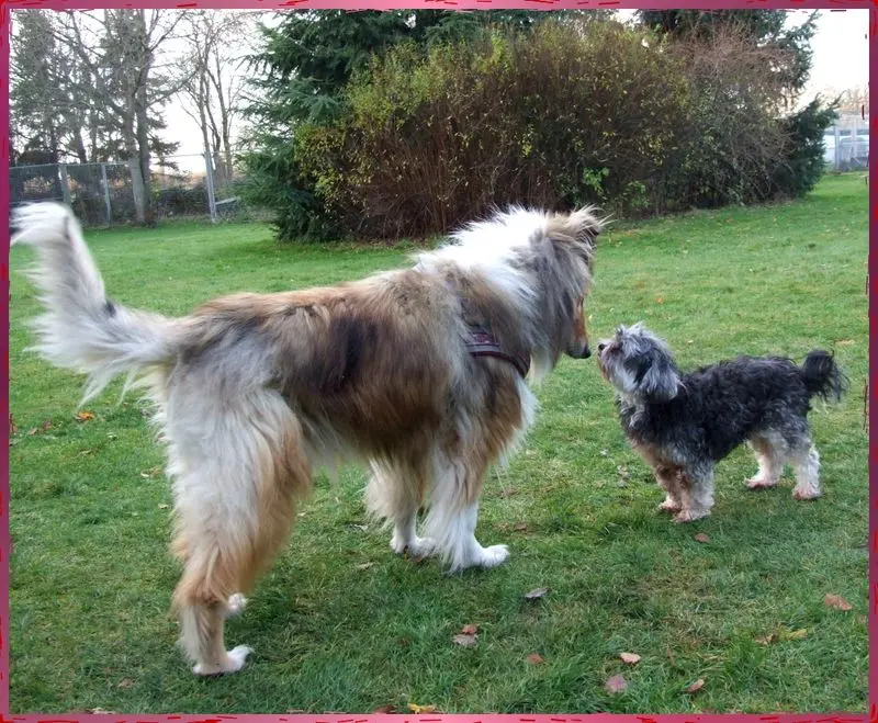 Image from Gismo