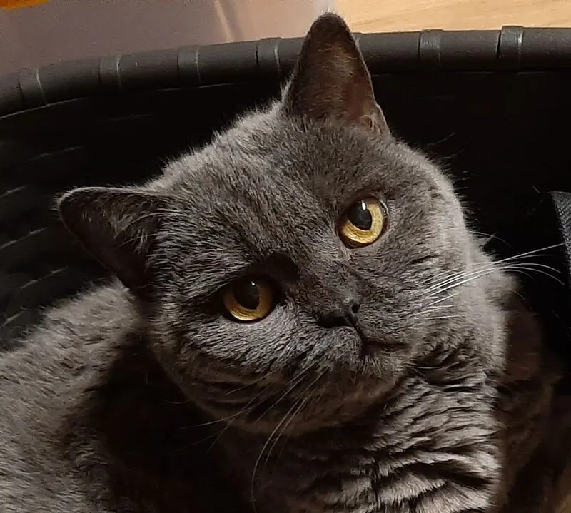 Condolence image of Lydia