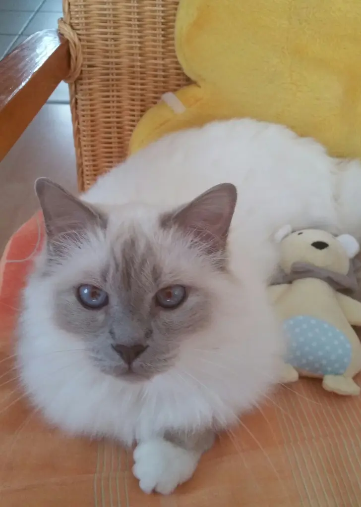 Condolence image of Rosi     