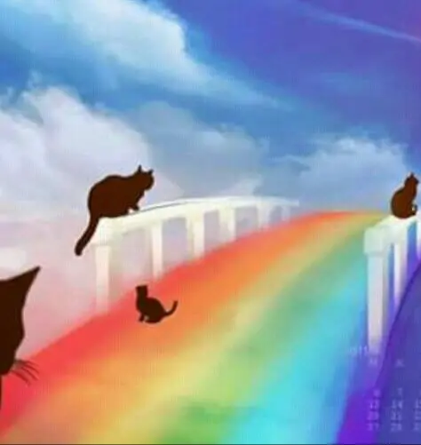 Condolence image of Für die geliebte Fellnase Clary ♥️⭐♥️