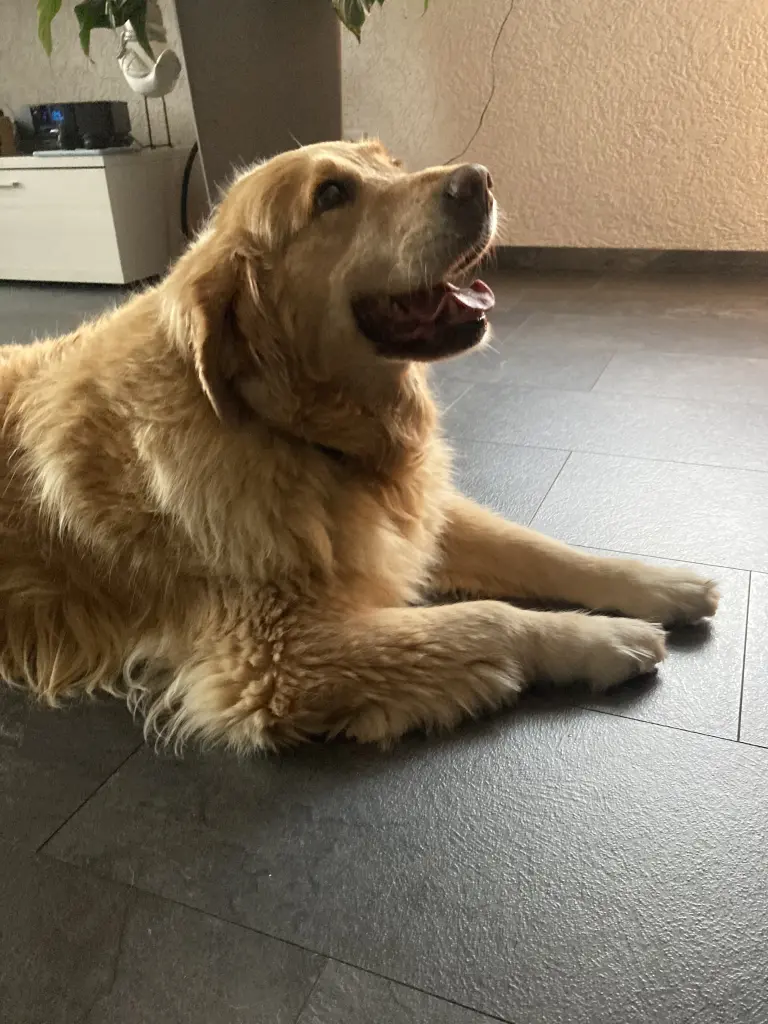 Condolence image of Angelika mit Seelenhund Luna von ❤️ + 02.03.2023