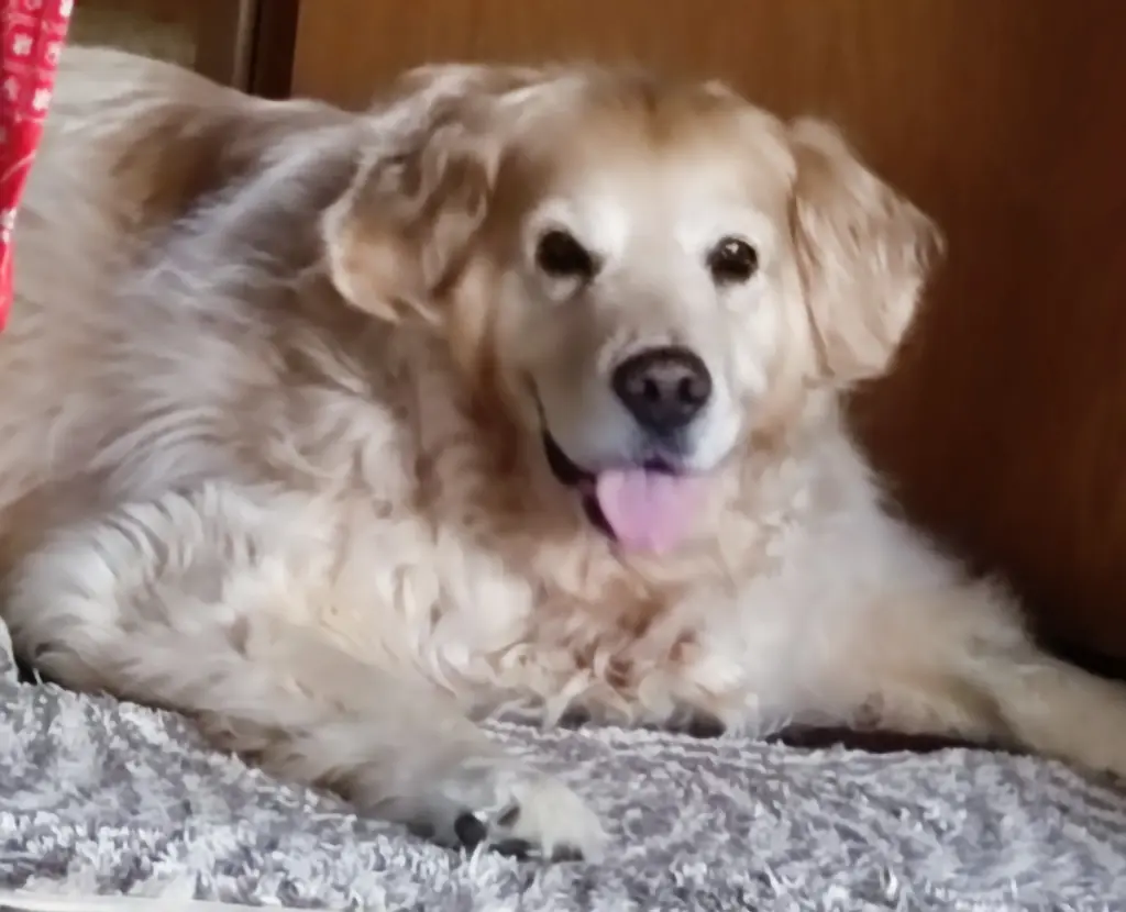 Condolence image of Steffi