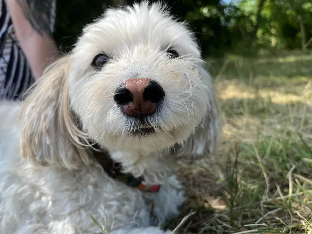 Condolence image of Daniela