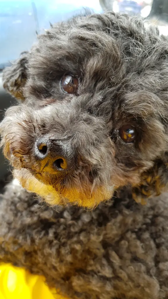 Condolence image of Lotti