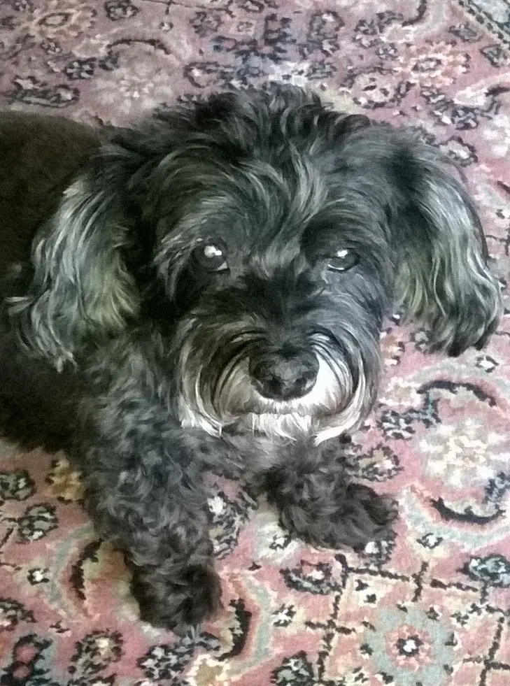 Condolence image of Elke und Horst mit Fiby (+30.09.2020) ❤️