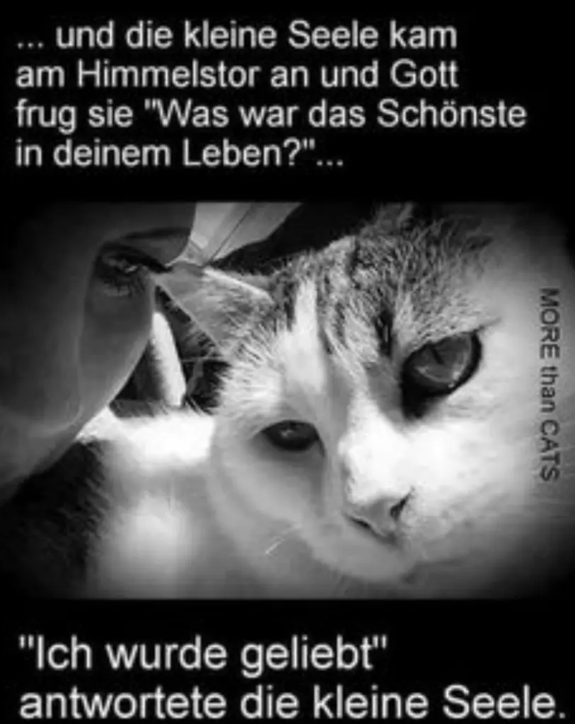 Condolence image of Tanja 