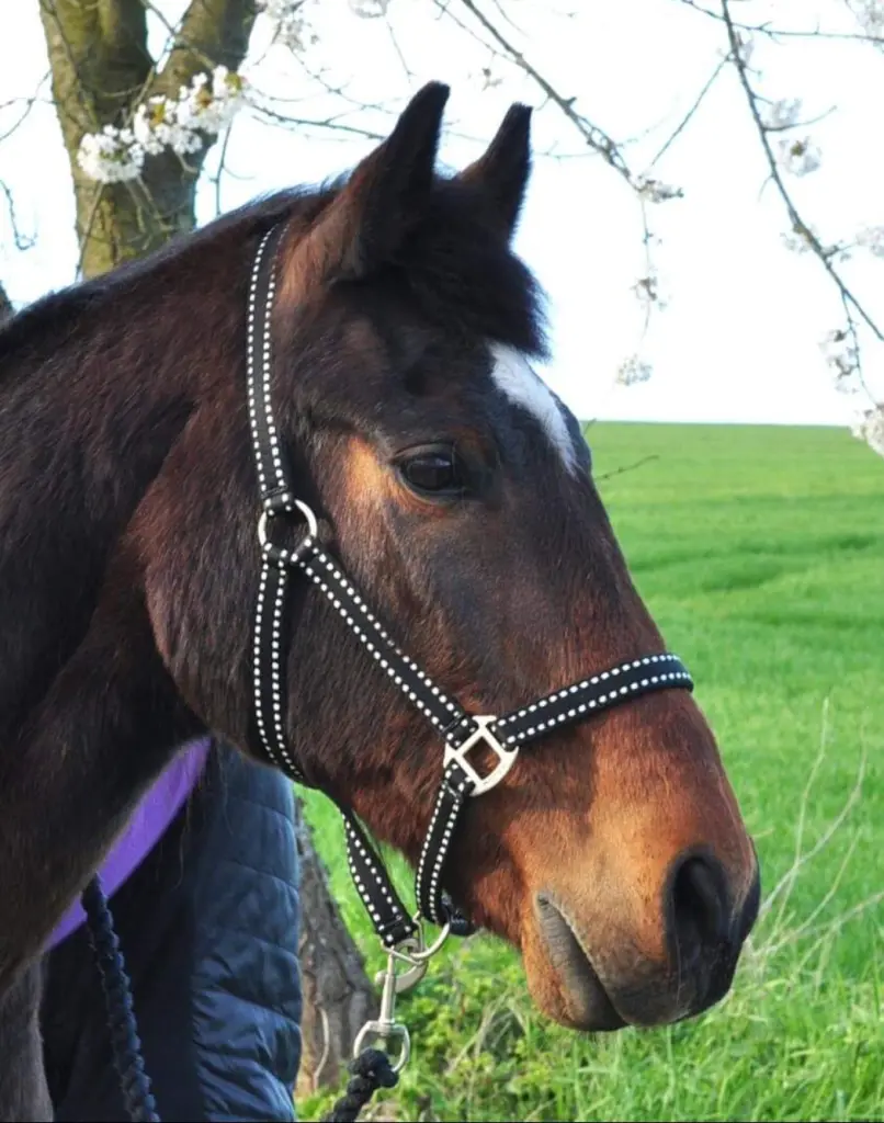 Condolence image of Jenny