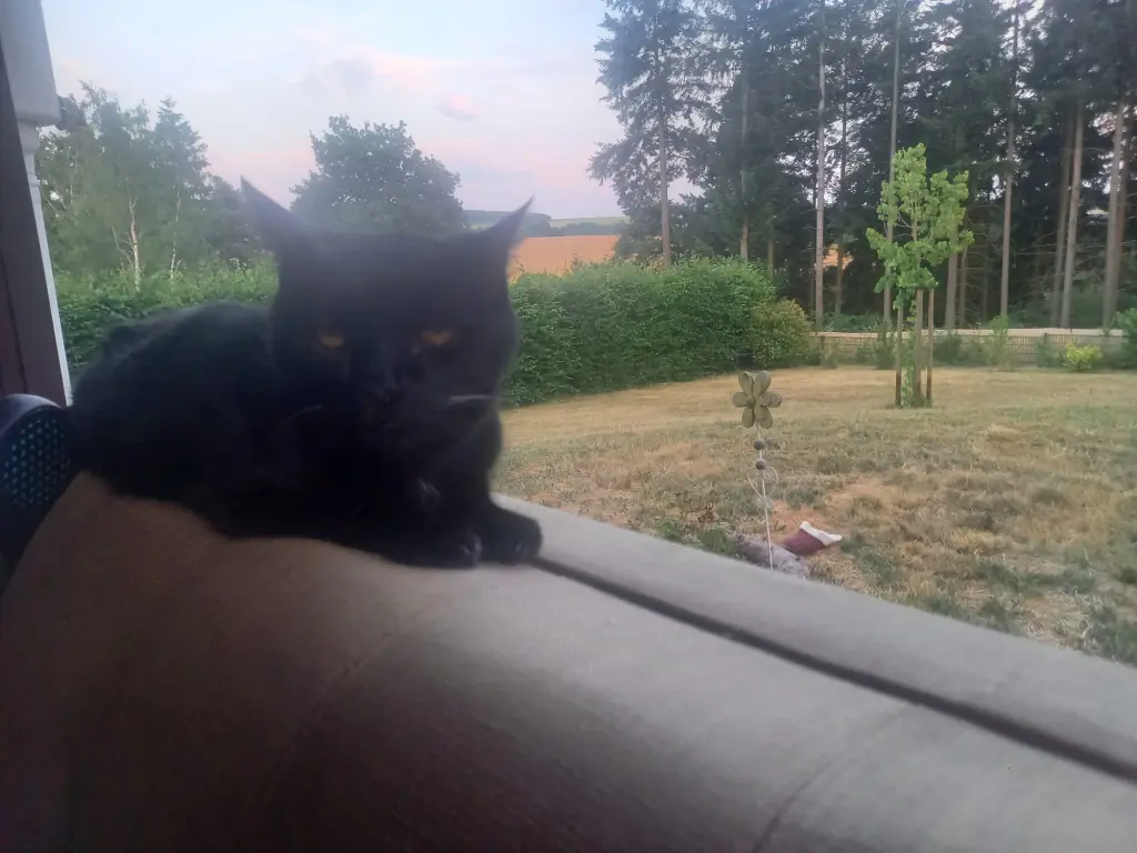 Image from Dicker