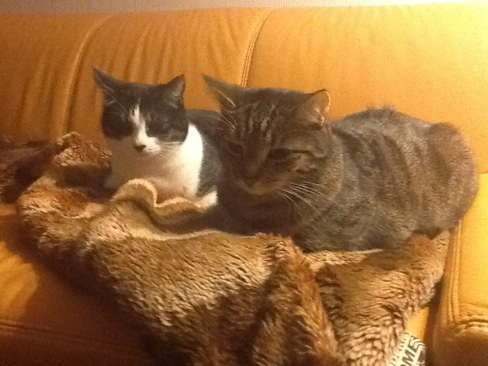 Condolence image of Susanne mit Bruno und Lilly im ❤️