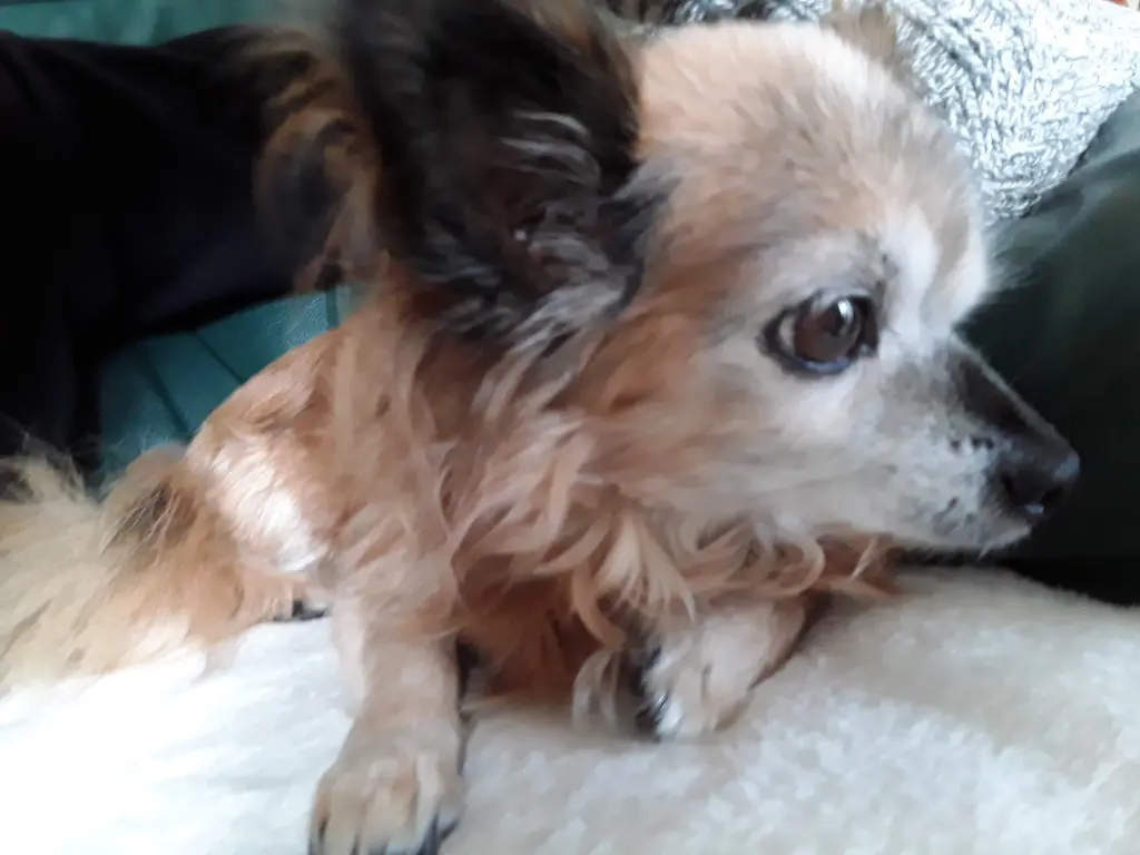 Condolence image of Angelika mit Frodo im Herzen ❤️ ❤️ ❤️