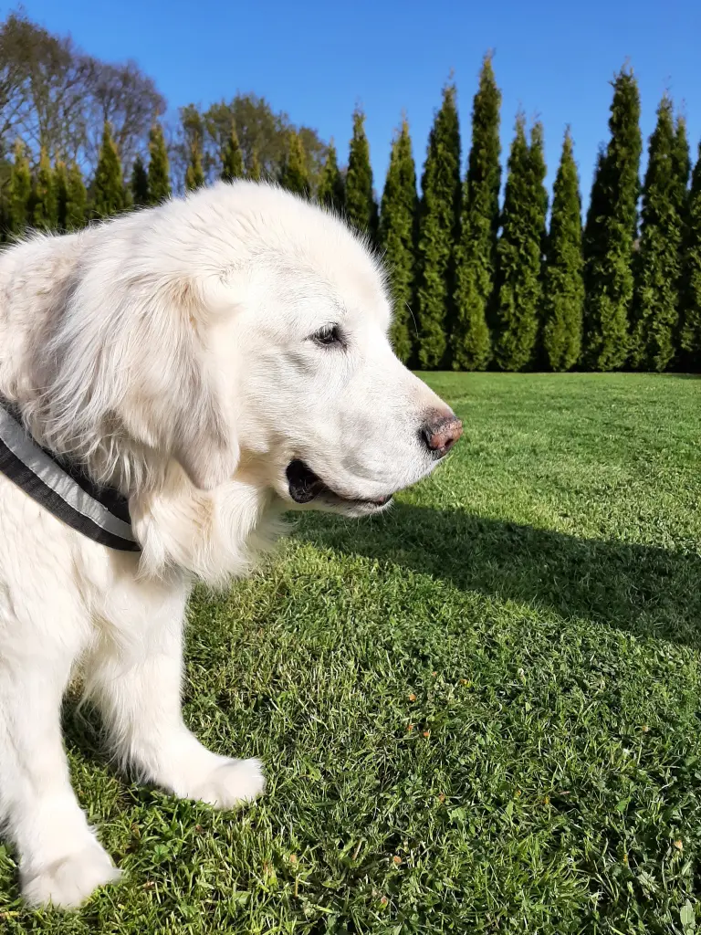 Condolence image of Claudia/ASKO ❤ 