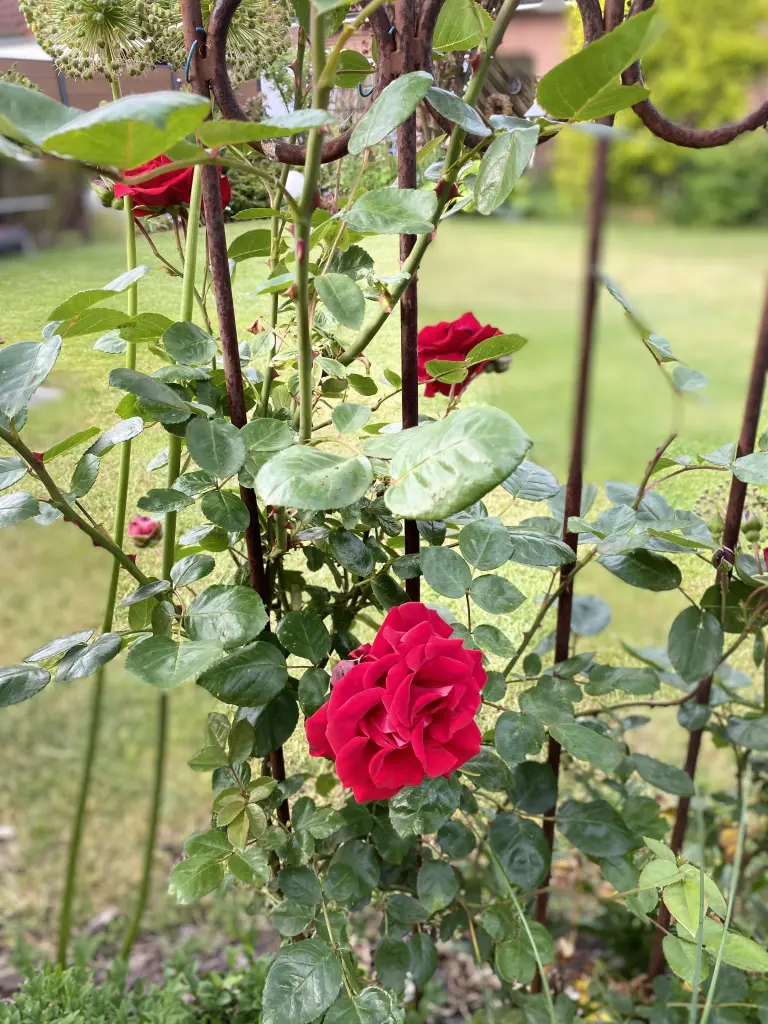 Condolence image of Peti Bigdanski