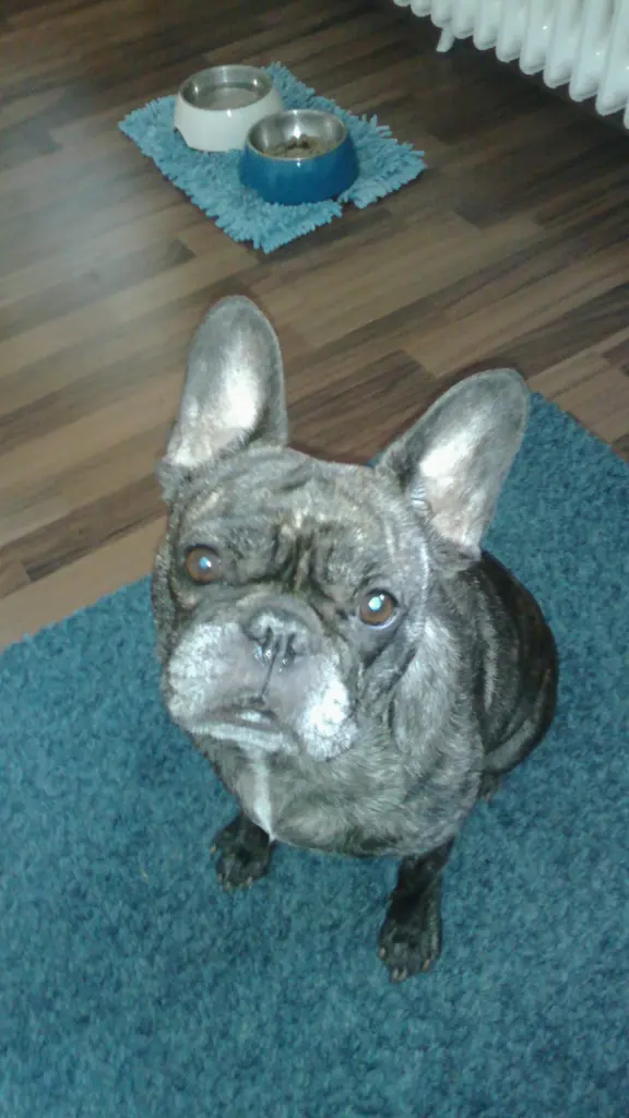 Condolence image of Karin mit Bella ganz tief im Herzen