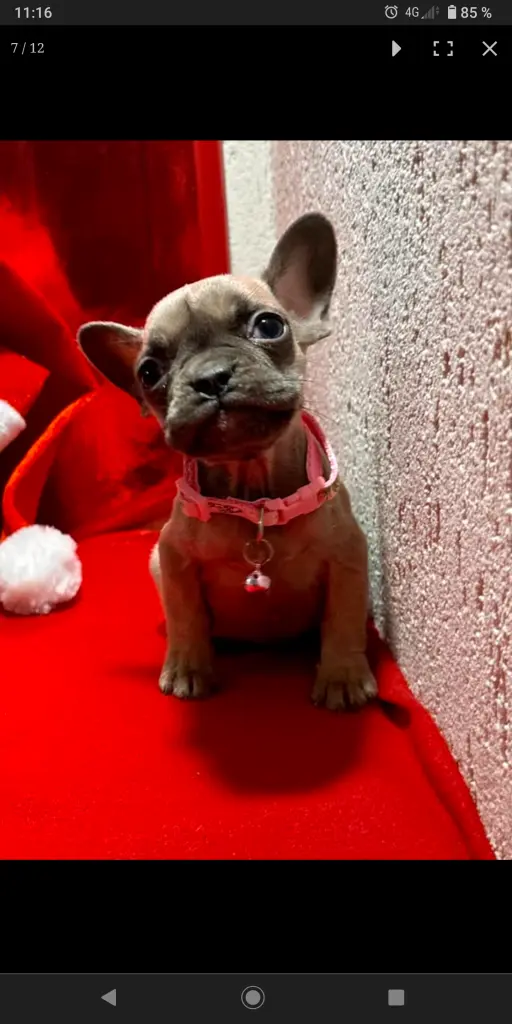 Condolence image of Papa