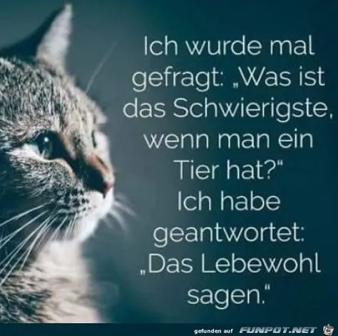 Condolence image of Lydia mit SternchenTommy und Balu