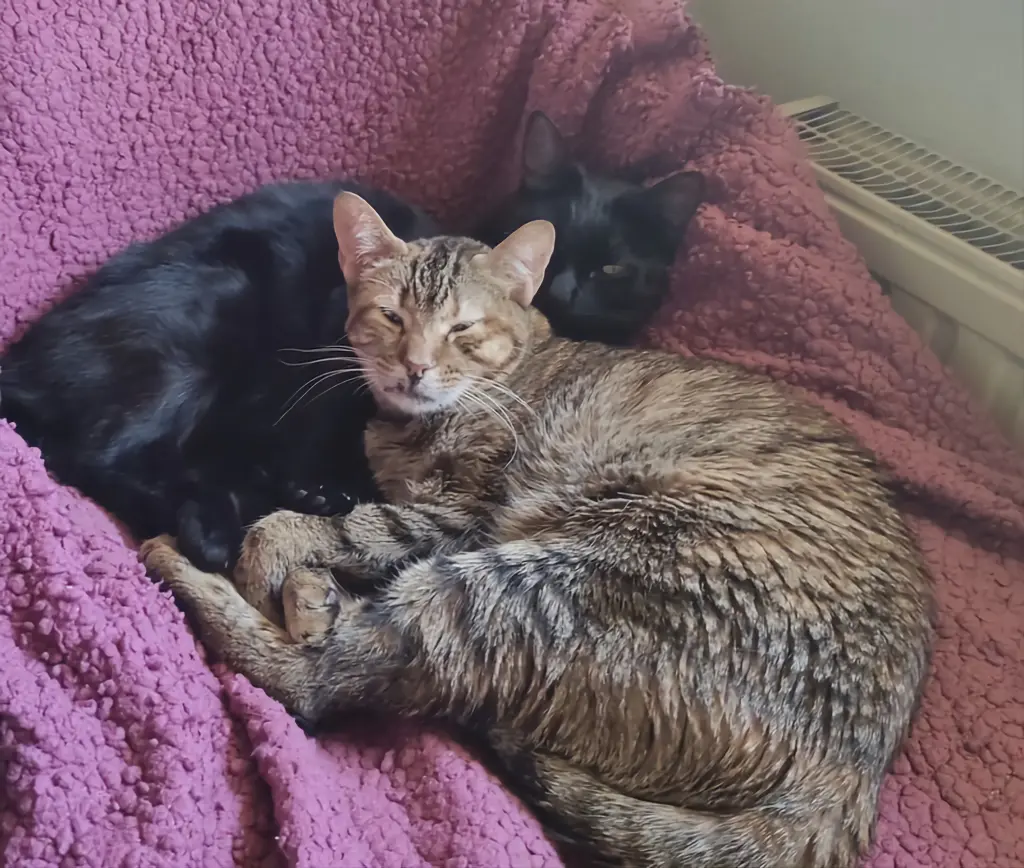 Andachtsbild von Sabine mit ratita im Herzen 