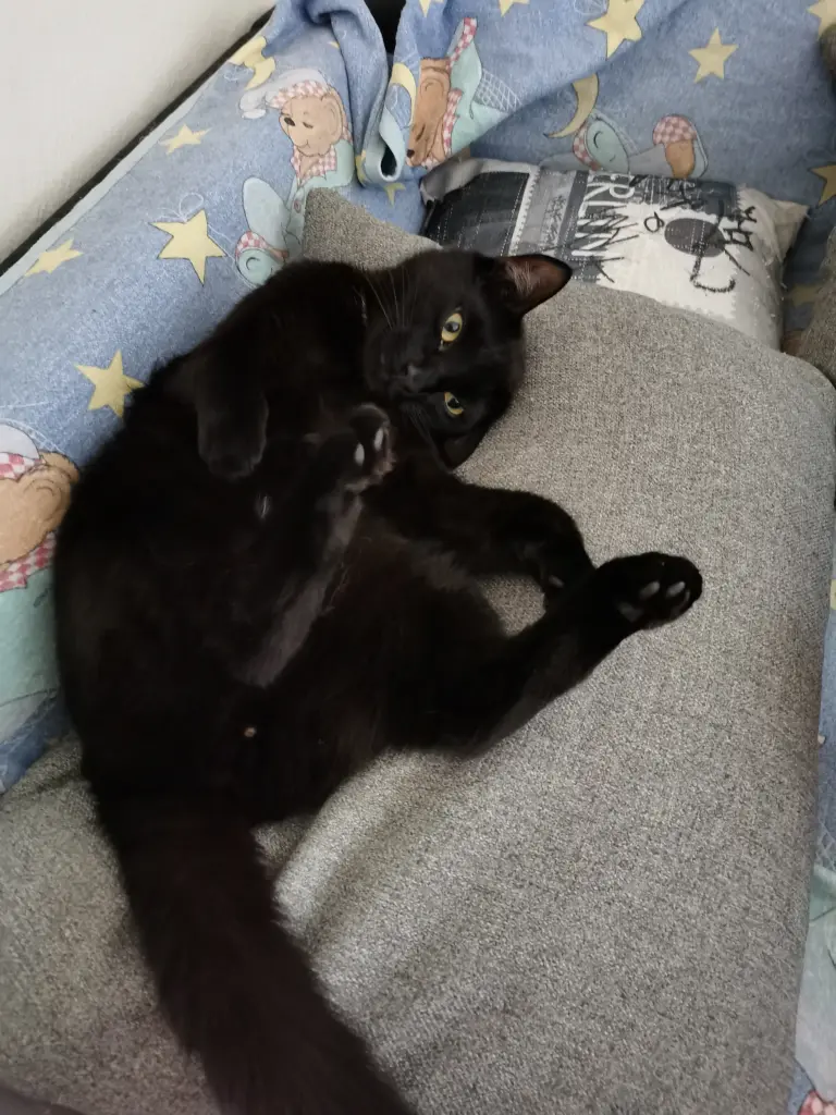 Image from Seelenkater Lucifer