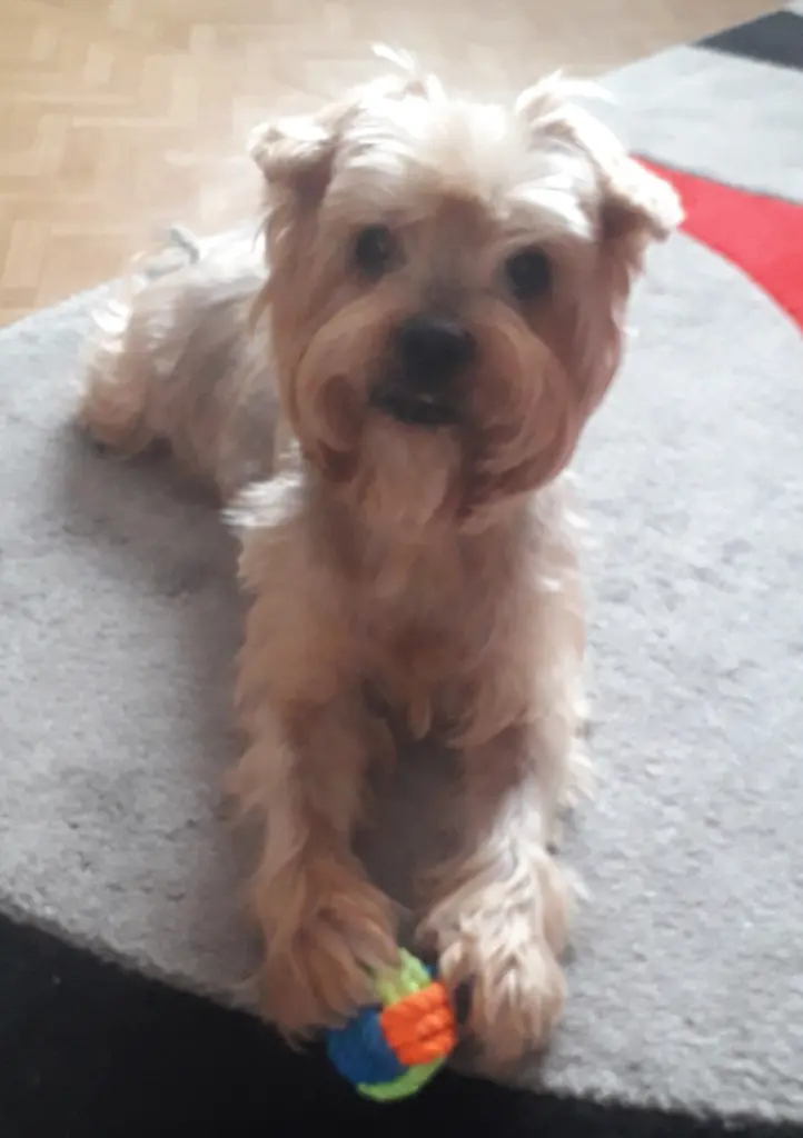 Condolence image of Ewa & Krzysztof mit Jacki tief im Herzen ❤