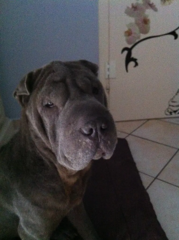 Image from PISEI