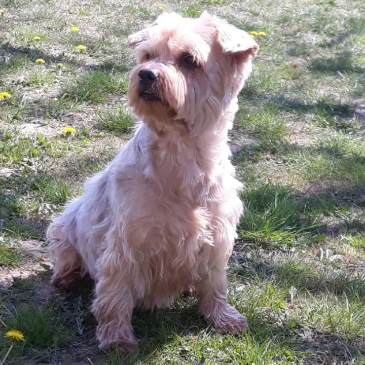 Condolence image of Ewa & Krzysztof mit Jacki tief im Herzen ❤️