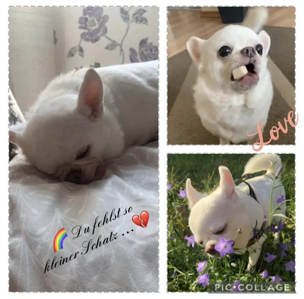 Condolence image of Anette mit Dea im ❤️