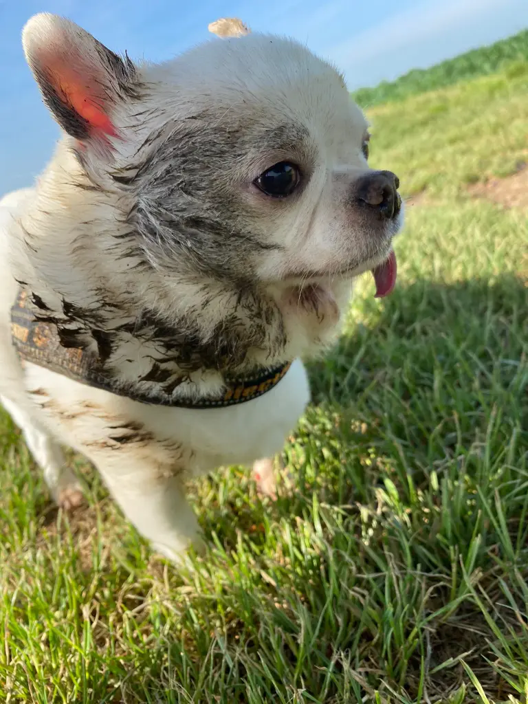 Condolence image of Meli ❤️