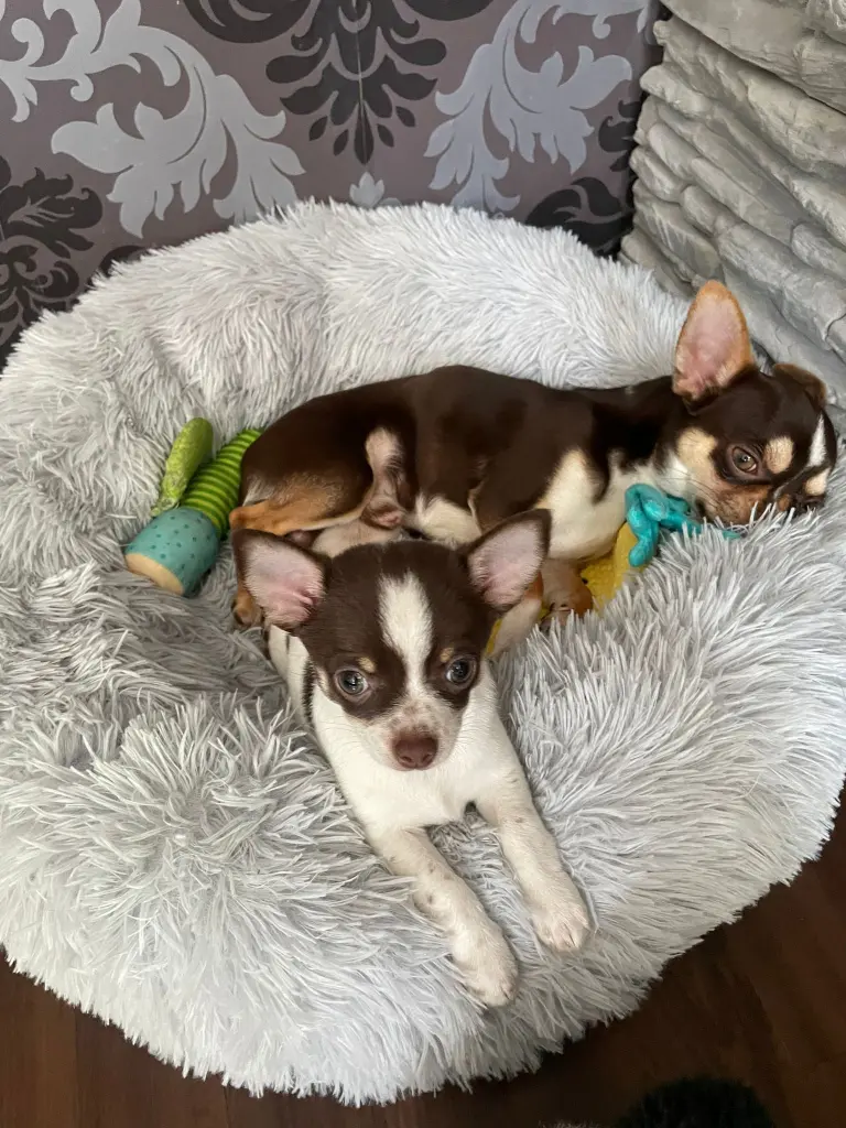 Condolence image of Stephanie mit Chou Chou im Herzen