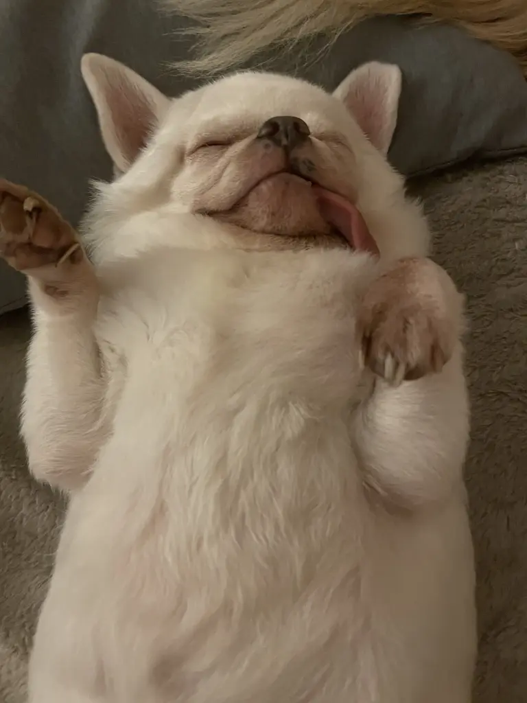 Condolence image of Meli ❤️