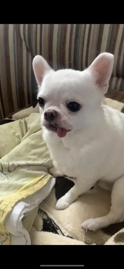 Condolence image of Meli ❤️